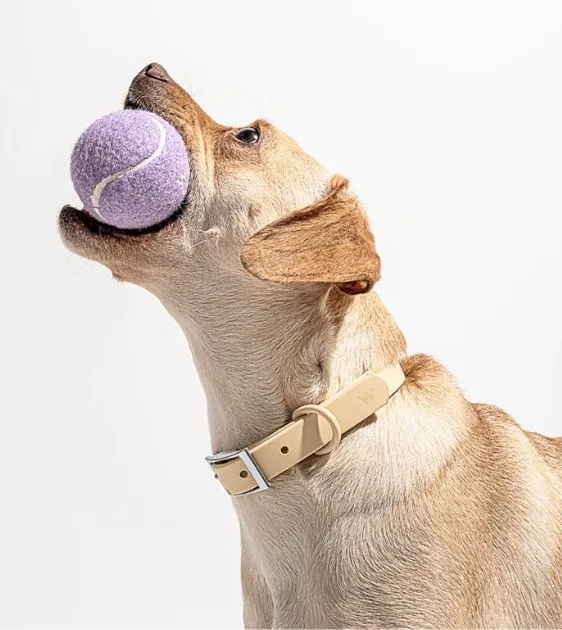 Wild One Tennis Balls Set Dog Toy (Lilac)