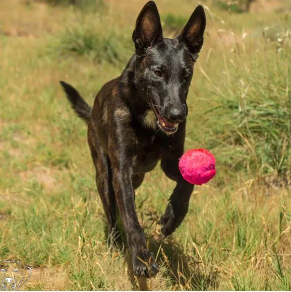 Wunderball Dog Toy Fetch Ball by WackyWalkr