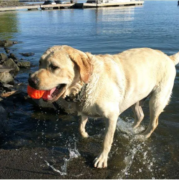 Wunderball Dog Toy Fetch Ball by WackyWalkr