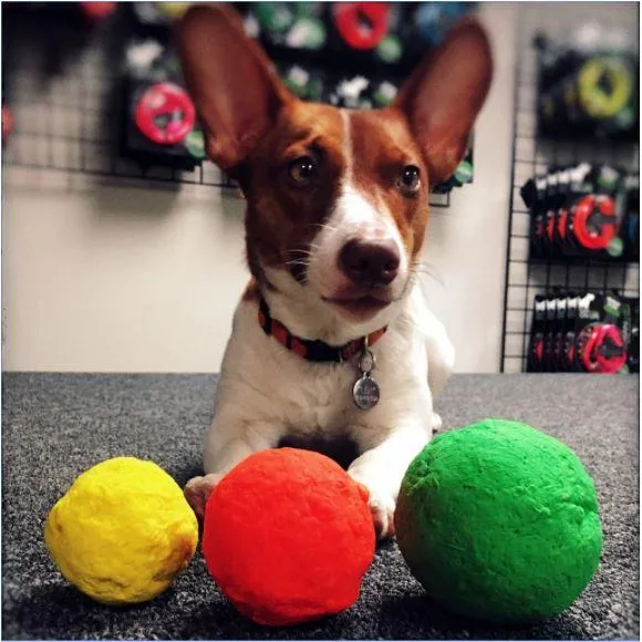 Wunderball Dog Toy Fetch Ball by WackyWalkr